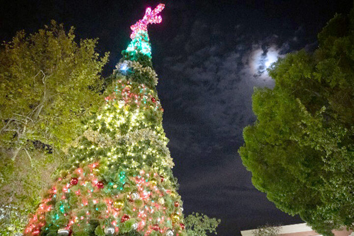 Redlands Christmas tree